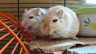 Cute Gerbils Eating