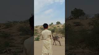 Donkey speed of running #animals #donkeyvillage #funnyanimal #ytshortsvideo #funny #donkey