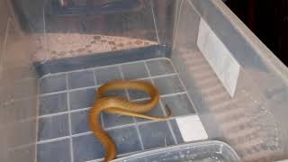 Juvenile Cape Cobra (Highly Venomous)