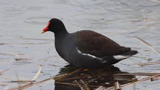 Common Gallinule, Humber Bay Park East, 04/29/21