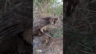 Falcon hunting birds #birds #bird #falcon #eagle #wildlife #hawk #shorts #hunting #attack #animals