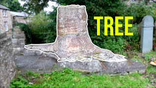 How did this tree turn to stone?