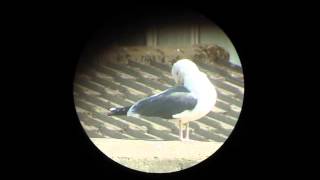 Lesser black-backed gull preening