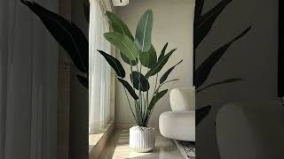 Indoor plants