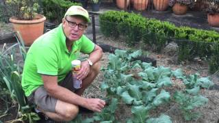 Have you got Caterpillars on your vegetables?