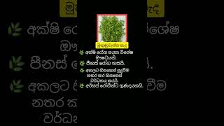 කොළ කැද ගැන මේ දේවල් දැනන් හිටියද 😮😮 දැනුමට යමක්.