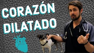 Corazón Dilatado en Perros