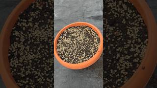 💯🔥"पालक🤯😲 उगाएं इस आसान तरीके से घर पर || How to Grow Spinach at Home#organicgardening #shortsfeed