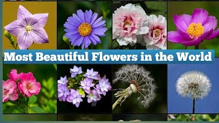 Top 25 flowers in the world#beautifulflowers #youtube #youtubevideos #viralvideo #trending