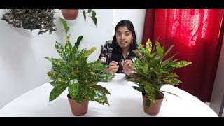 Croton plant care (English)