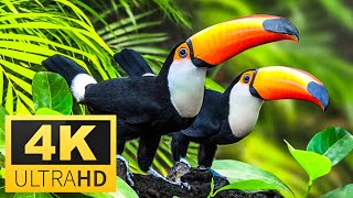 Serene Birdwatching: 4K Beautiful Birds with Relaxing Music