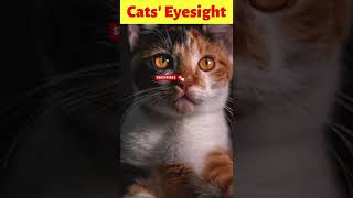 Did You Know That...Cats' Eyesight #shorts