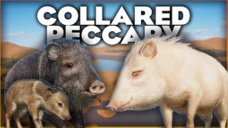 🐖 COLLARED PECCARY Revealed & Out for Planet Zoo's Anniversary Animal!