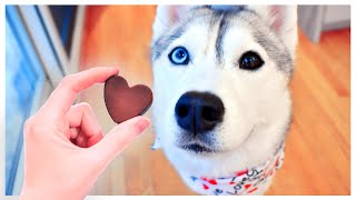 Easy “CHOCOLATE” Valentine’s Candies for Dogs! (Will my husky approve?)