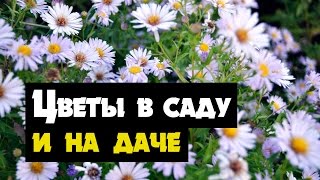 Цветы в саду и на даче. Слайд-шоу из фото цветов 🌺🌹🌷🌼🌸💐🌺