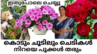 Garden secrets to get 100% more flowers/ Best fertilizer for flowering plants/Amazing garden ideas