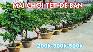 17/09. Mai Thành Phẩm Để Bàn Chơi Tết Giá Rẻ Bao Ship.☎Trang 0359910781