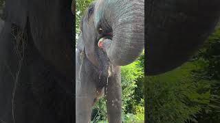 How do elephants eat watermelons?