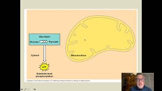 B7-3 Metabolic Pathways & Cellular Respiration