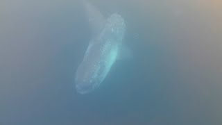 Giant Ocean Sunfish feeding on By The Wind Sailors