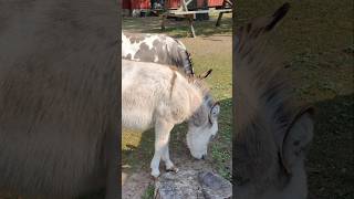 Donkeys is in the hot sun #donkeys #animal #animals #toronto #trending #viral #shortsviral #vlog