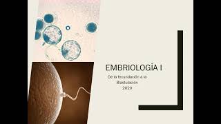 Embriología  -Segmentación Blastulación