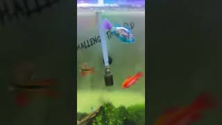 TOY FISH IN FISH AQUARIUM #shorts #viral #beautiful #pets #fish #aquarium #toys #status