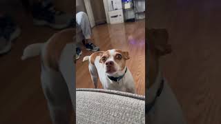 She’s so brave! She’s begging to go outside! #dog #puppy #doglover #shortsviral