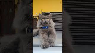 Cute little cat showing their attacking skill#catlover #russiancat russiancat#cute#viral #haldawani