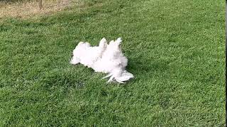 2020-04-27 Charlotte enjoying a good roll in the grass