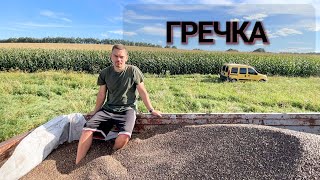 СКІЛЬКИ ДАЛА ГРЕЧКА🌾 З 2 ГЕКТАР🌎