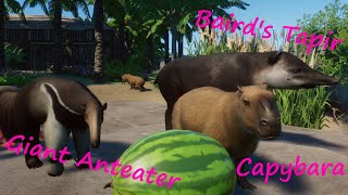 Capybara, Giant Anteater and Baird's Tapir - Backyard Zoo - Planet Zoo