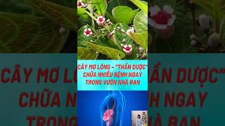 Cây Mơ Lông – “Thần Dược” Chữa Nhiều Bệnh Ngay Trong Vườn Nhà#biquyetsongkhoetre #shortsvideo #food