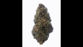 Pineapple Haze Indoor Hemp Flower by PLAIN JANE