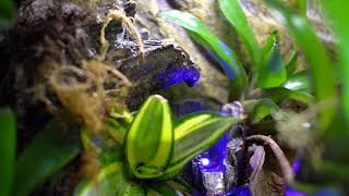 Dendrobates Tinctorius "Citronella"