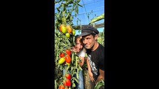 Alles over de tomaten, van het zaaien tot het oogsten. 🌱🍅💚 | Tips met boer Tijs | Sofie Dumont