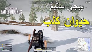 ببجي ستيم حيوان كلب 🔥🔥  | PUBG PC