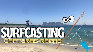 ▶️👀 Jornada de Pesca a SURFCASTING en PALMONES Junio 2024  - Capturas MUY RARAS! 🤯 SORPRESA AL FINAL