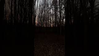 One of the best videos I’ve ever taken of Coyotes locator howling #wild #nature #fy #viral