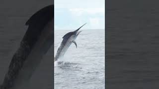 Giant Black Marlin Costa Rica