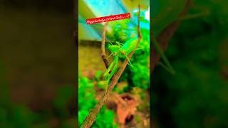 గొల్లభామ కండ్లు చూసారా మీరు🦗🌱 #viral#gollabhama#nature#friend#trending#shorts#shortsfeed#shortsvideo