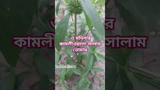 এই পৃথিবীর সৃষ্টি তোমার নামের উছিলায় #shorts #subscribe #gojol @shopnaakter1932