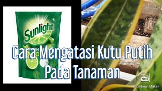 Cara mengatasi Kutu Putih Pada Tanaman