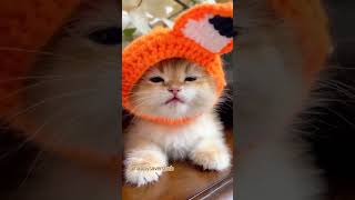 cute cats #cats #pets #funnyanimals #funnycats #catshorts #catvideos #cat #catlover #catlovers