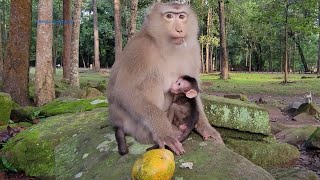 Great job Rose! Mum Rose nursing fully belly for baby monkey Brandy not her baby