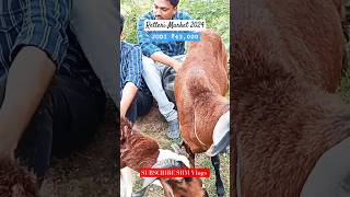 Retteri Market 2024 | Friday |BAKRID 2024 | #2024 #goat #sheep #animals #india #shorts #reels