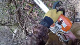 Stihl MS311 video: Cutting a damaged Ash tree