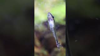 Otocinculus catfish algae eater