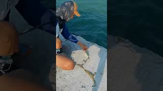 Mancing dapat Mr.Puff🤦🤦🤦#vidioshort #mancing #viralvideo