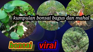 BAHAN BONSAI BAGUS BAGUS DAN MAHAl || bonsai ternama